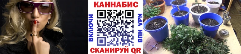 Марихуана гибрид  Кузнецк 